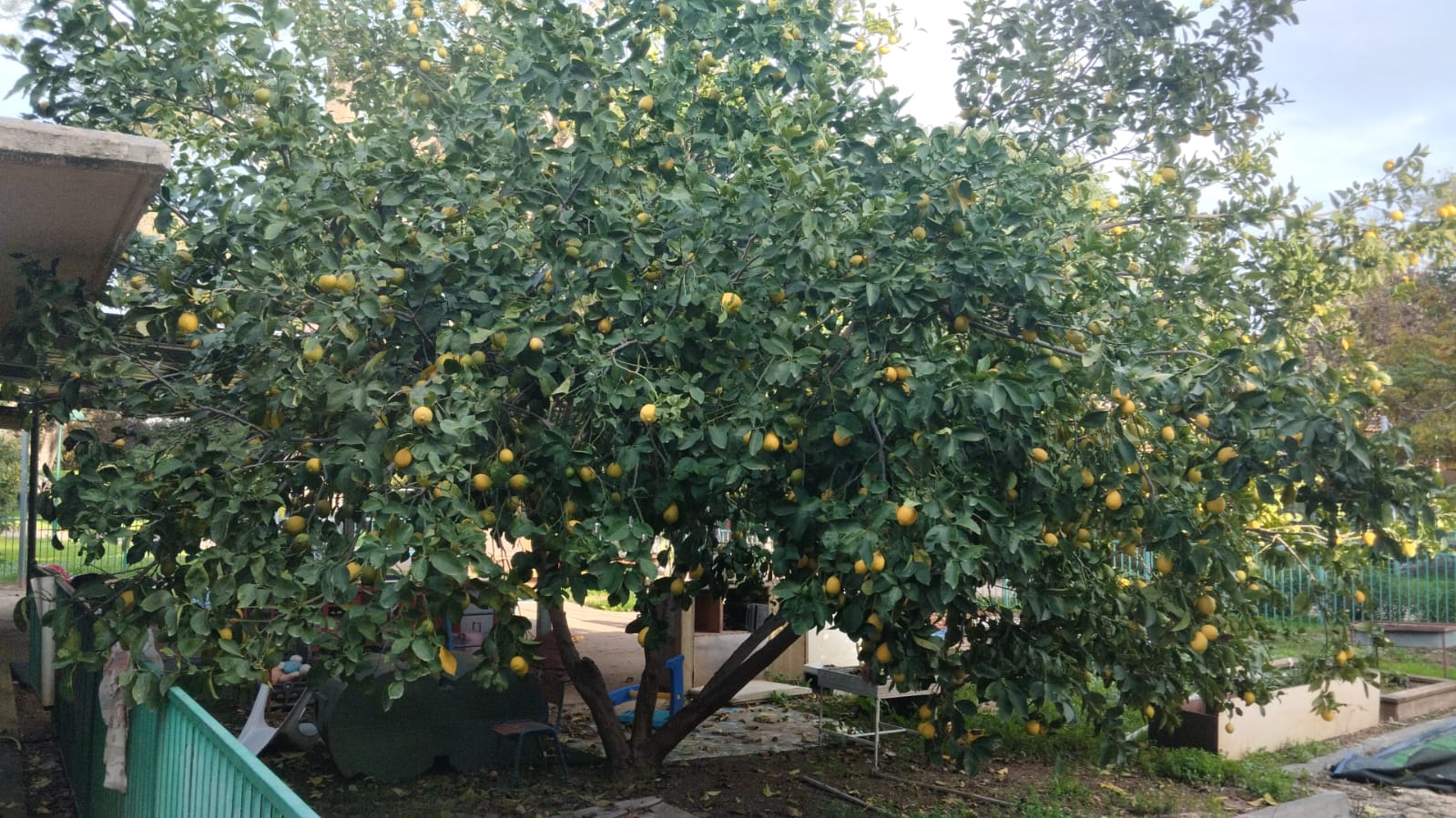 בגן סנונית יש עץ עצוב בואו לקטוף.jpg