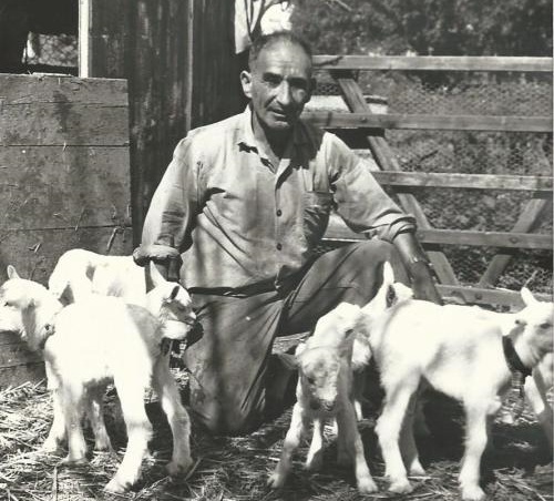 ציר זמ - צבי נעם במשק ילדים - אחרי פירוק הרפת 1955.jpg ציר זמ - צבי נעם במשק ילדים - אחרי פירוק הרפת 1955.jpg