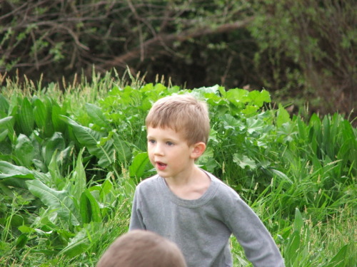 1003_חינוך - גן שיטה  מטעים בפריחה 2005 - 068.JPG