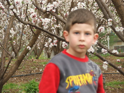 1004_חינוך - גן שיטה  מטעים בפריחה 2005 - 069.JPG
