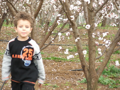 1008_חינוך - גן שיטה  מטעים בפריחה 2005 - 077.JPG