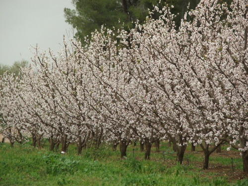 1010_חינוך - גן שיטה  מטעים בפריחה 2005 - 079.JPG