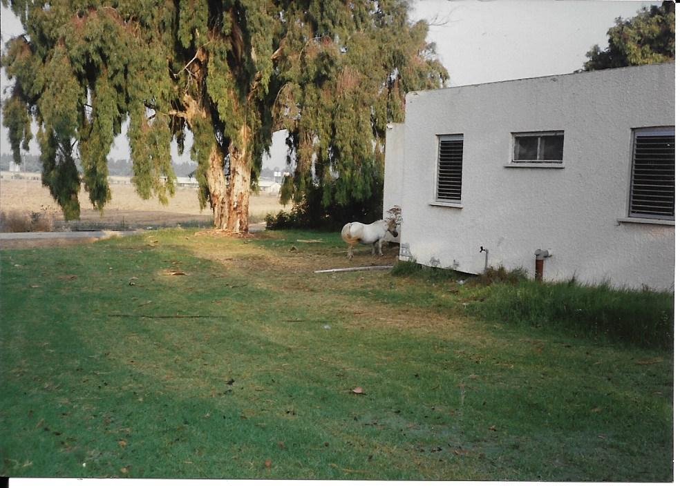 172 - 27. באחו כלשהו.jpg