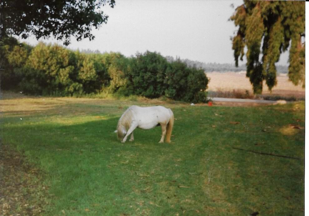 172 - 28. סוס פוני במקום כלשהו.jpg