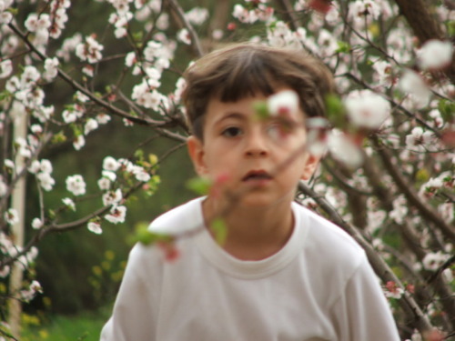 999_חינוך - גן שיטה  מטעים בפריחה 2005 - 060.JPG
