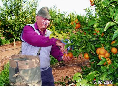 אלבום שחור 2009 - 2010  0097. קטיף בפרדס. 15.02.2010..jpg