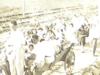 480_חג הביכורים - בעגלות אל השדה   1947.jpg
