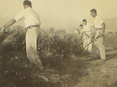 496_חג הביכורים - קוצרים בחרמשים 2   1947.jpg