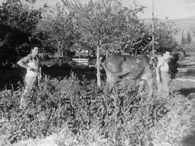 5512_רותקו נוהגת פרדה.jpg