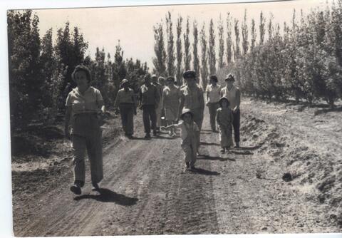 מצילומי אברהם גרצר - חגים ואירועים - 3. גיוס במטע.jpg